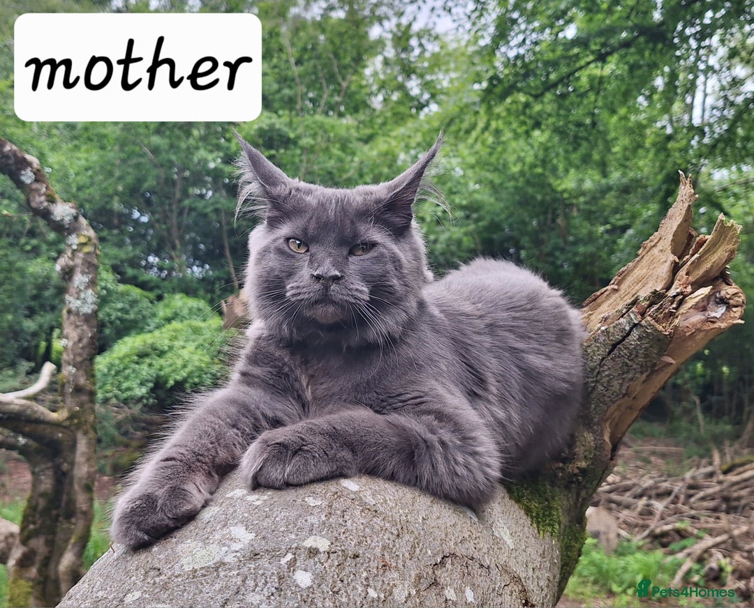 Maine Coon cats for sale: Maine Coon Kitten - Girl remaining in Chichester - Image 8