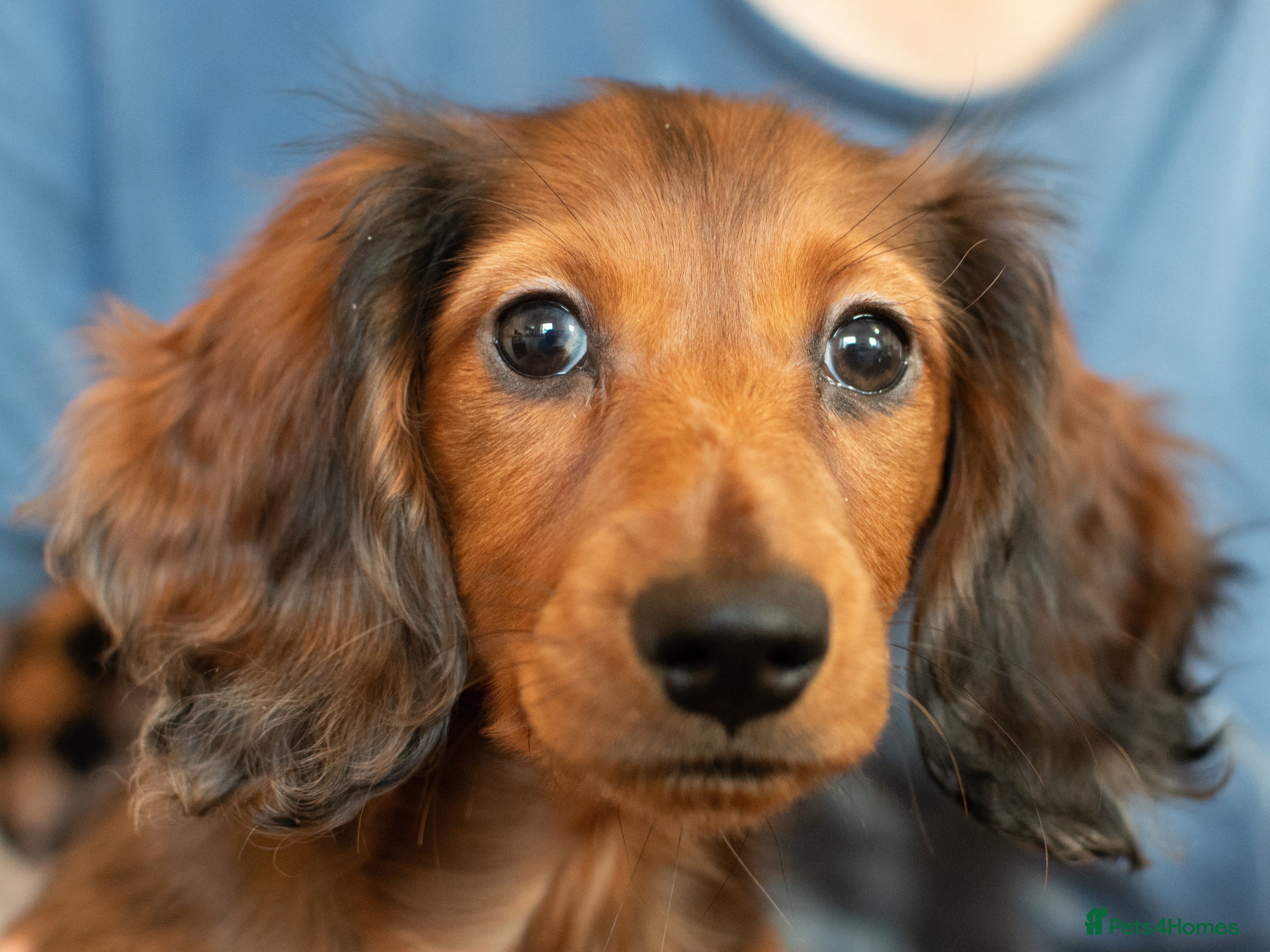 Miniature Dachshund dogs  Miniature Long-Haired Dachshund Puppies–Red Merle - Advert 7