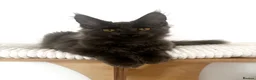 Maine Coon cats for sale: Adorable Gccf registered Mainecoons  - Advert 13