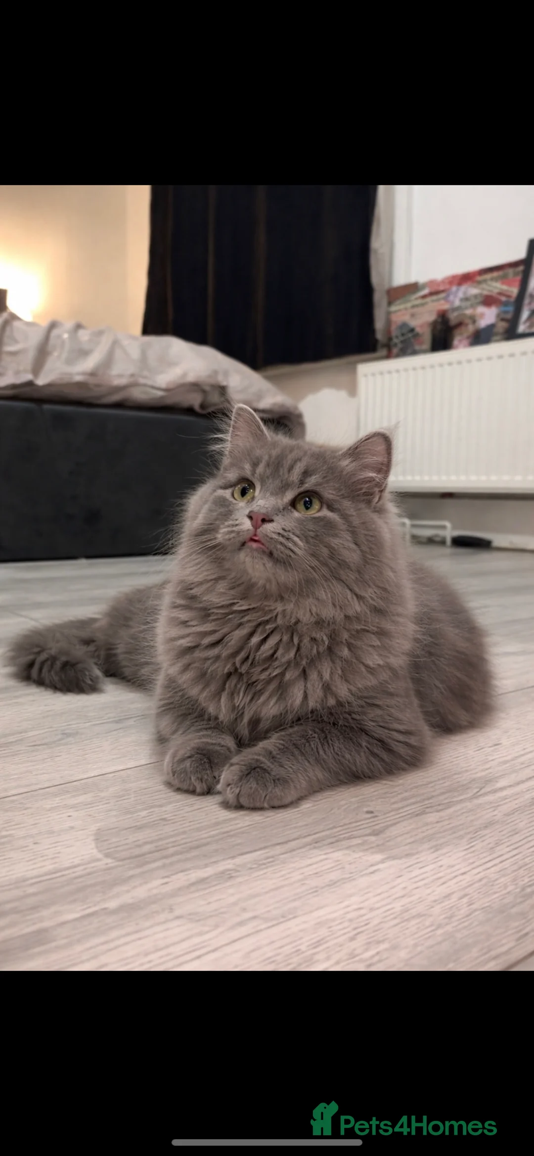 Mixed Breed cats for sale: Beautiful kitten  - Advert 1