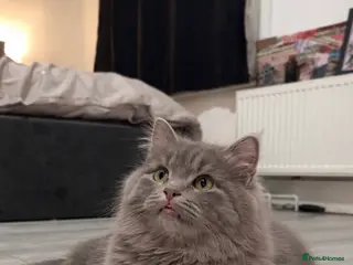 Mixed Breed cats Beautiful kitten - Advert 13