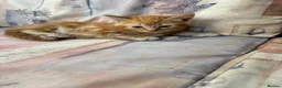 Mixed Breed cats for sale: Ginger-Tabby-Tortoiseshell kittens - Advert 11