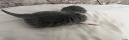 British Shorthair cats for sale: Beautiful British Short Hair Kittens - Advert 15