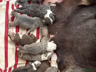 Olde English Bulldogge dogs 12 olde English bulldogs - Advert 7