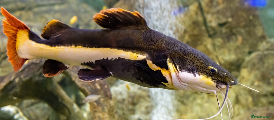 Catfish fish for sale: Red tail catfish - Advert 2