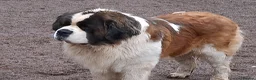 Saint Bernard dogs for sale: Show Quality Saint Bernard's  - Advert 5