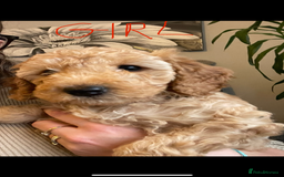 Cockapoo dogs for sale: Cockapoo puppies  - Image 9