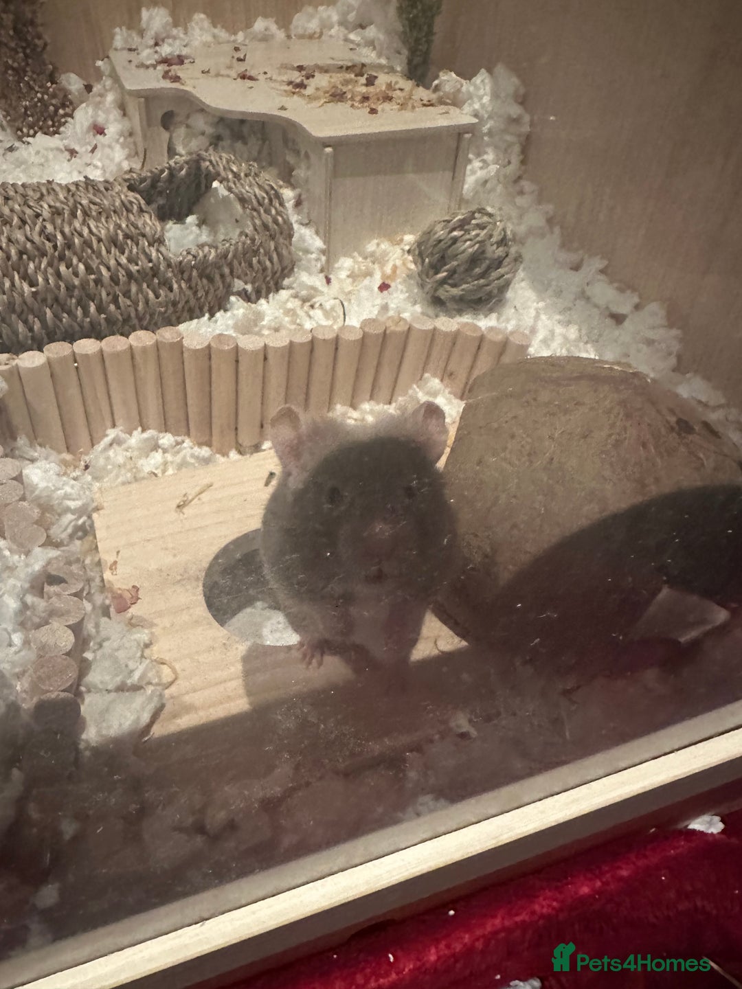 Hamster rodents for sale: Hamster and entire enclosure  - Advert 5