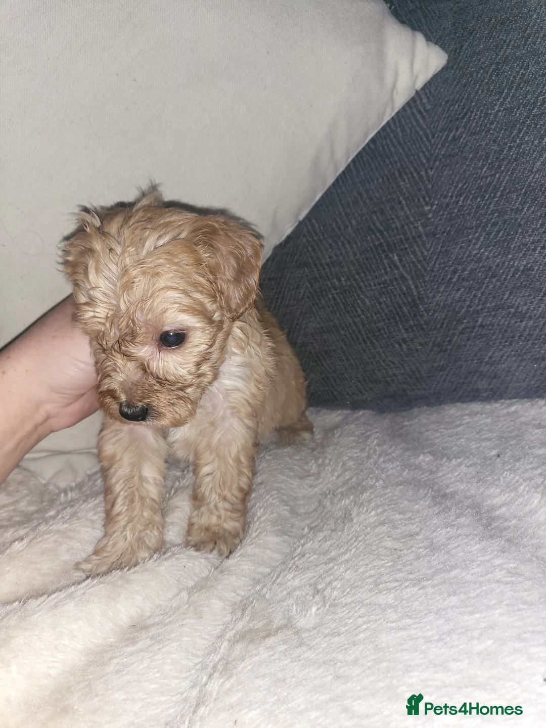 Cockapoo dogs for sale: Beautiful cockapoo  - Advert 10