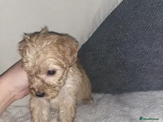 Cockapoo dogs Miniature cockapoos - Advert 17