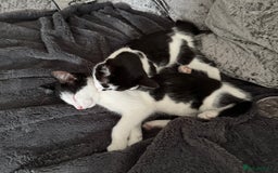 Mixed Breed cats for sale: Kittens Ready For New Home Litter Trained  in Leicester - Image 12