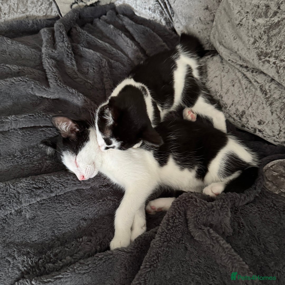 Mixed Breed cats for sale: Kittens Ready For New Home Litter Trained  in Leicester - Image 12