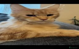 Maine Coon cats for sale: Beautiful female Maine Coone - Image 3