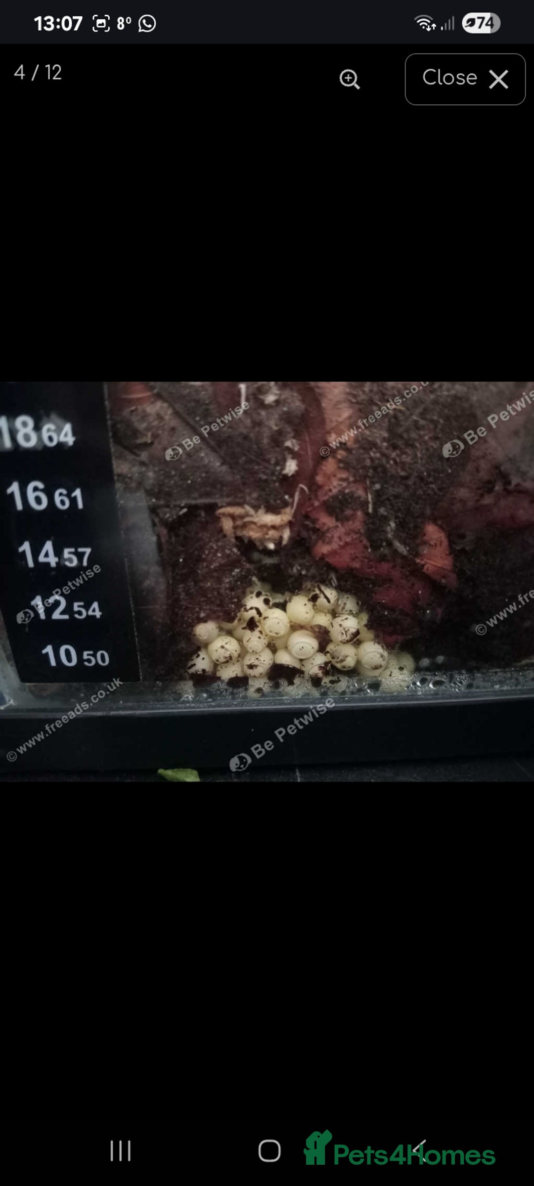 Snails invertebrates for sale: Albino giant African land snails- Fulica - Advert 10
