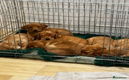 Labrador Retriever dogs for sale: Fox Red Labrador’s  - Advert 9