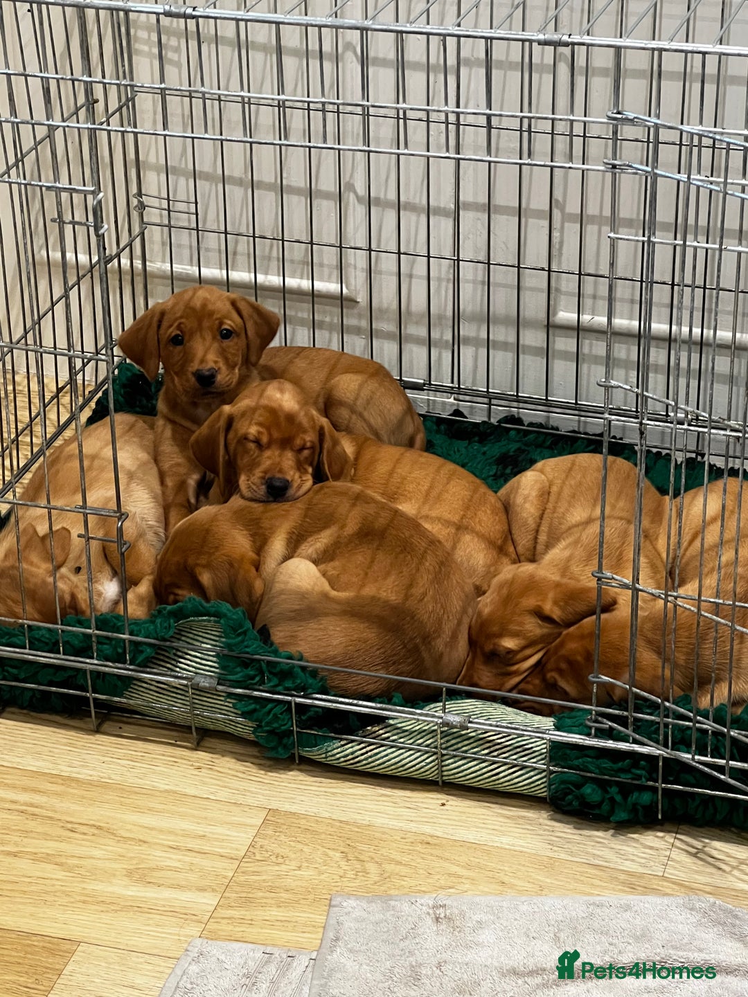 Labrador Retriever dogs for sale: Fox Red Labrador’s  - Advert 9