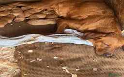 Labrador Retriever dogs for sale: Beautiful fox red Labrador pups 🐶  - Image 3