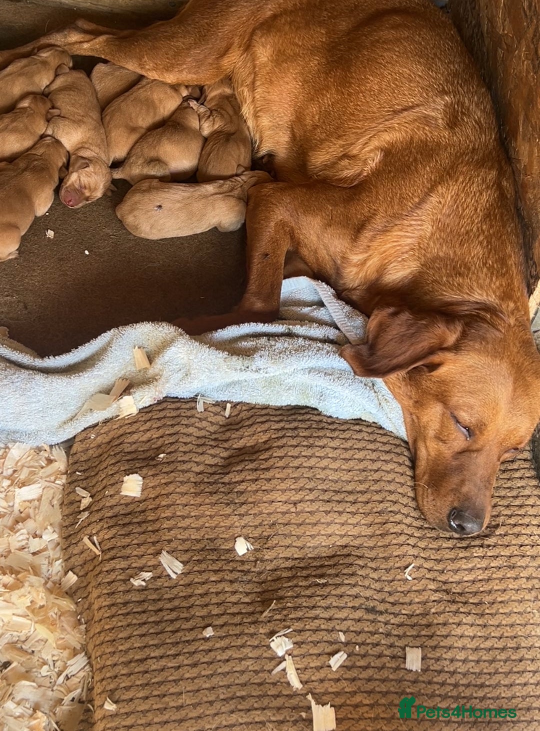 Labrador Retriever dogs for sale: Beautiful fox red Labrador pups 🐶  - Image 3