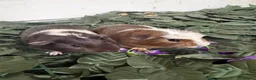 Guinea Pig rodents for sale: guinea pigs mixed sexes/ breeds  - Advert 4