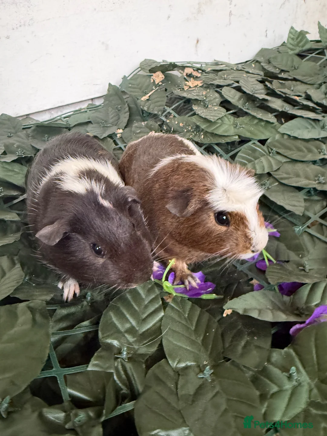 Guinea Pig rodents for sale: guinea pigs mixed sexes/ breeds  - Advert 4