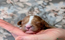 Cavapoo dogs for sale: ❤️F1 CAVAPOO BABIES❤️ HEALTH TESTED PARENTS!🐩 - Advert 23