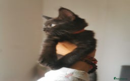 Bombay cats for sale: 6 beautiful Bombay kittens  - Image 16