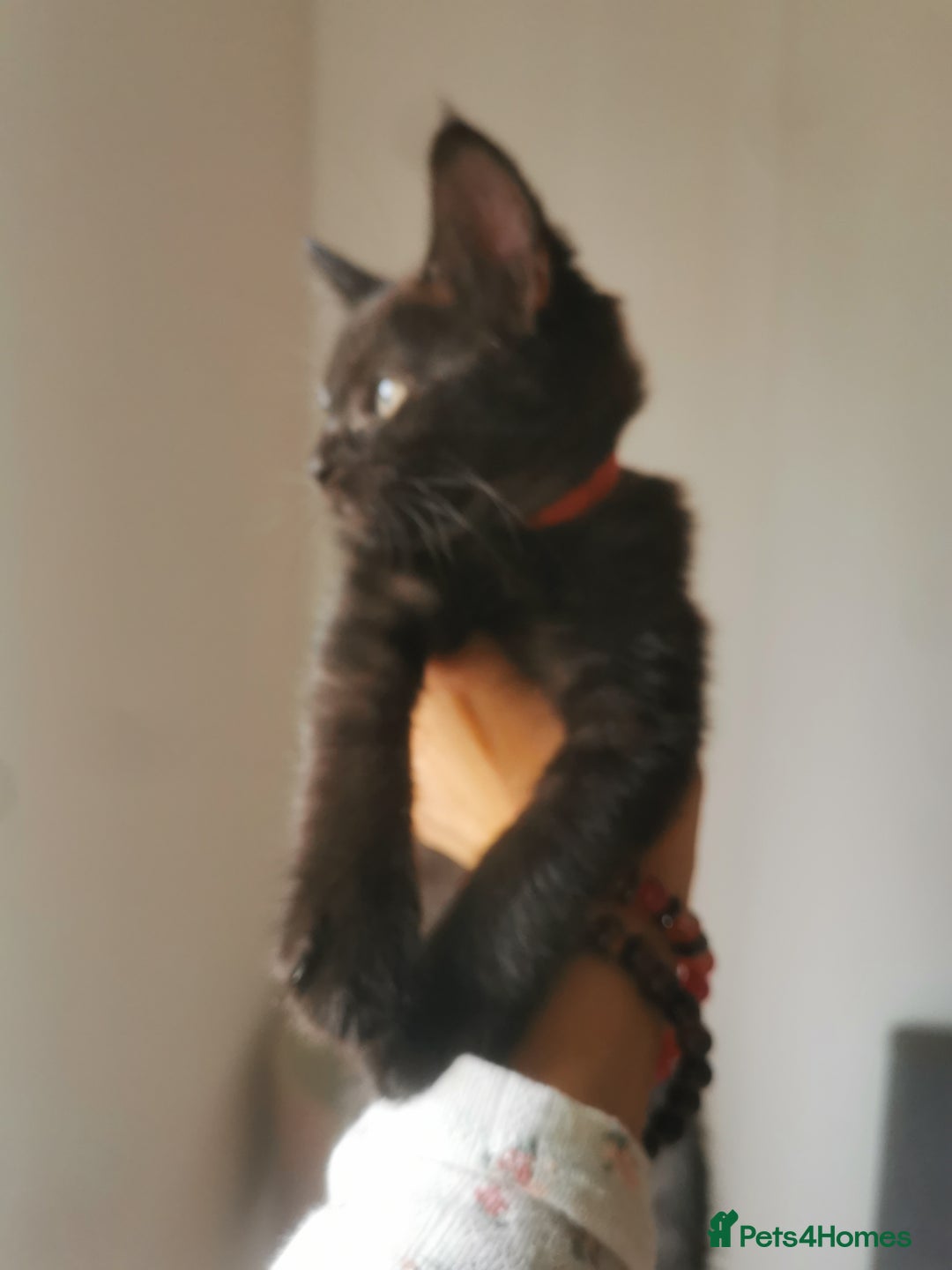 Bombay cats for sale: 6 beautiful Bombay kittens  - Image 16