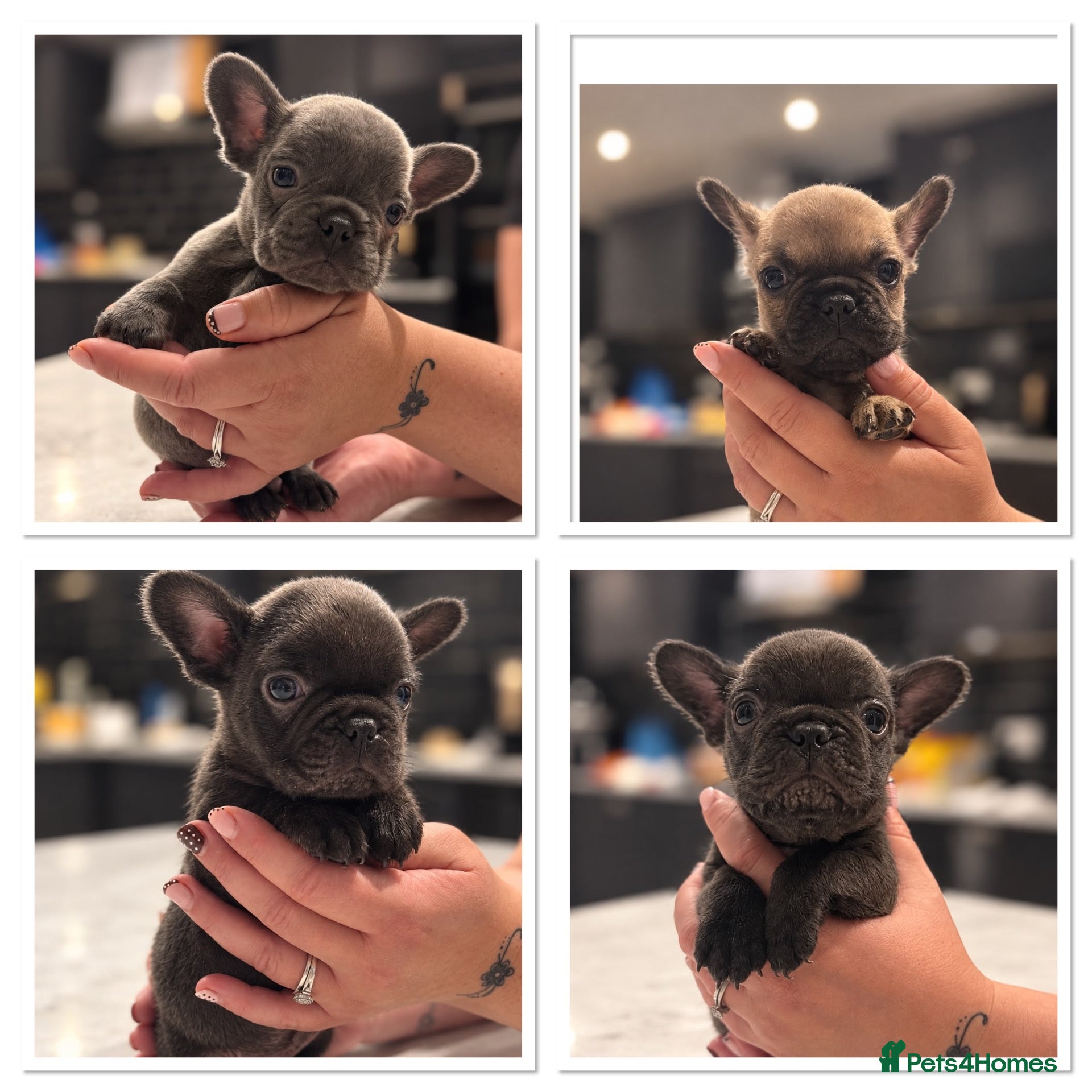 French Bulldog dogs 🐾 STUNNING KC REGISTERED FRENCH BULLDOG PUPPIES  - Advert 14
