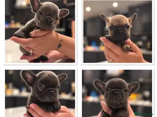 French Bulldog dogs 🐾 STUNNING KC REGISTERED FRENCH BULLDOG PUPPIES - Advert 3