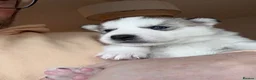Utonagan dogs for sale: Malamute/Siberian Husky puppies in Swindon - Advert 15