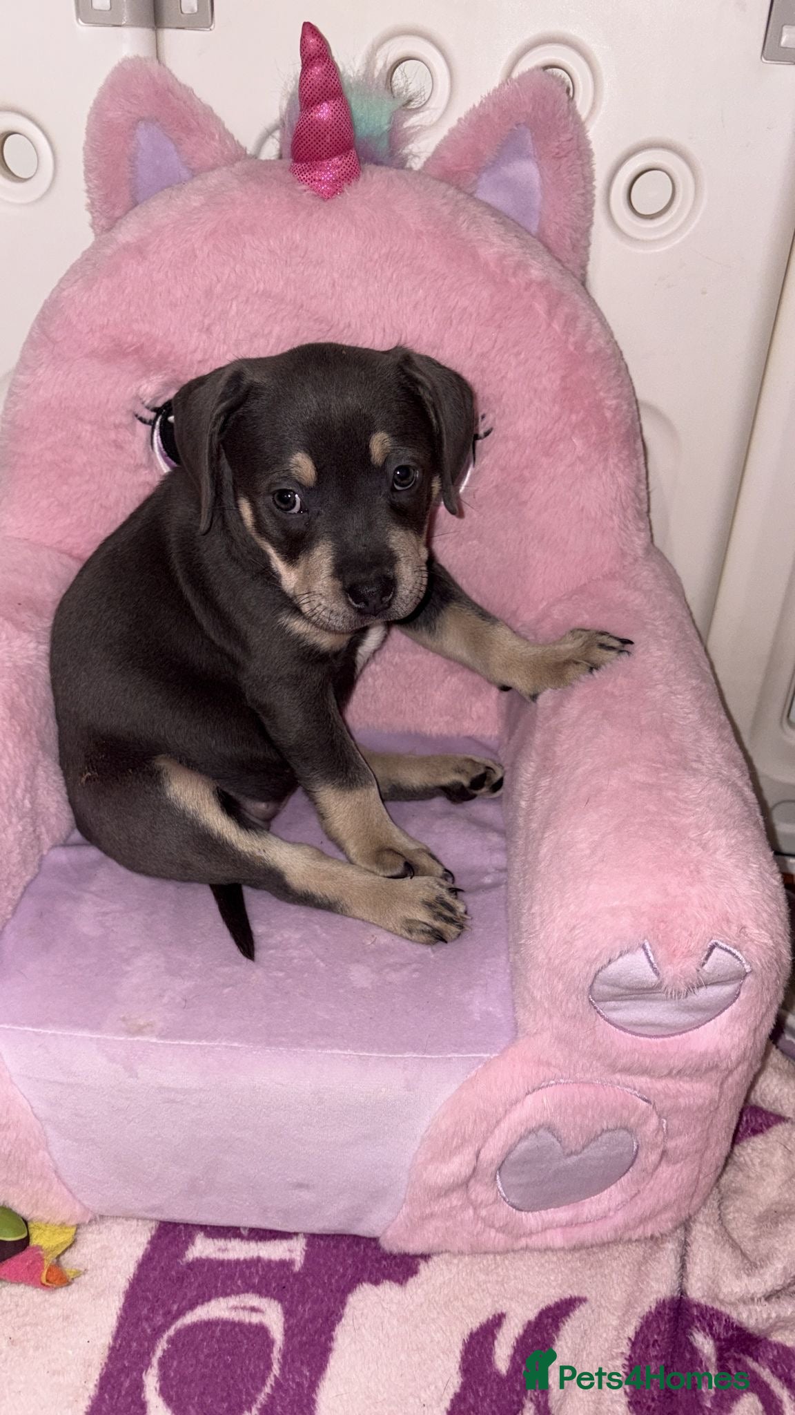 Staffordshire Bull Terrier dogs Little Henry can leave today  - Advert 2