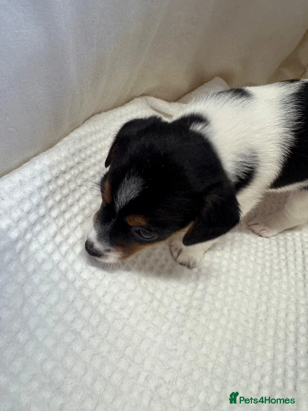 Jack Russell dogs for sale: Full Jack tussle pups  in Middlesbrough - Advert 32