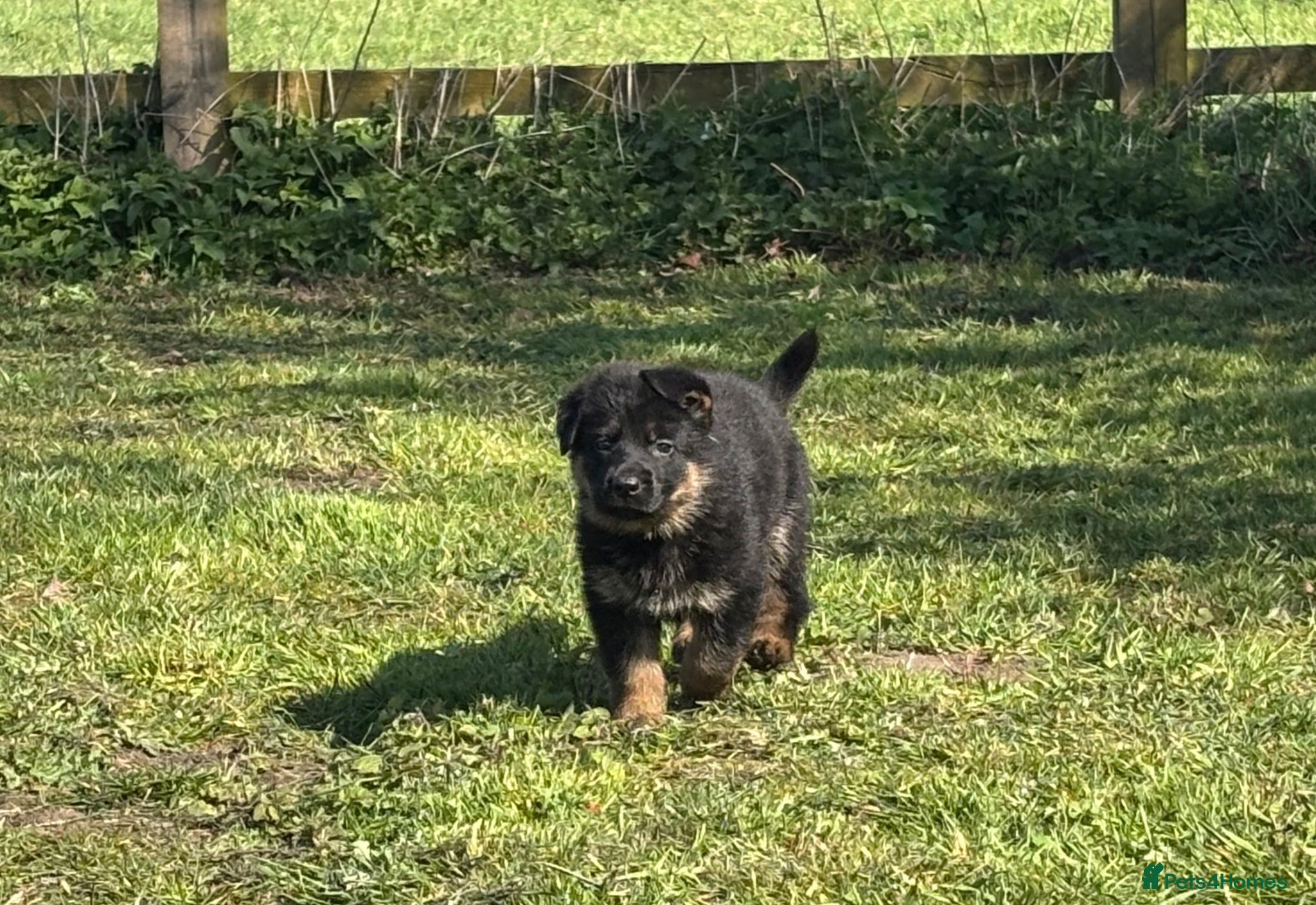 German Shepherd dogs Quality Litter GSD Puppy’s @ Icepack - Advert 14