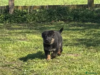German Shepherd dogs Quality Litter GSD Puppy’s @ Icepack - Advert 14