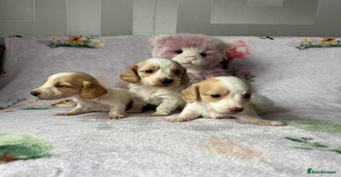 Miniature Dachshund dogs - Advert 2