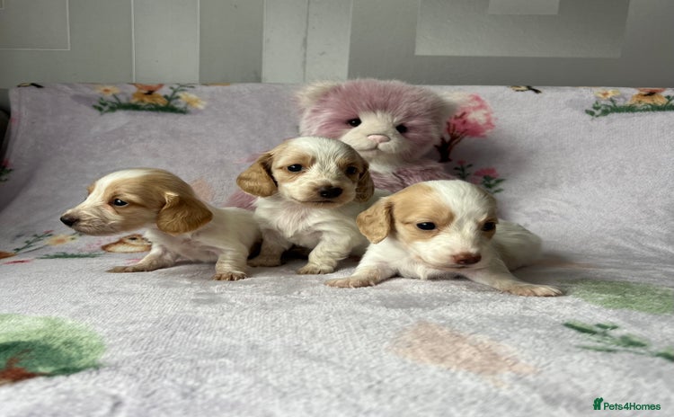 Miniature Dachshund dogs - Advert 9