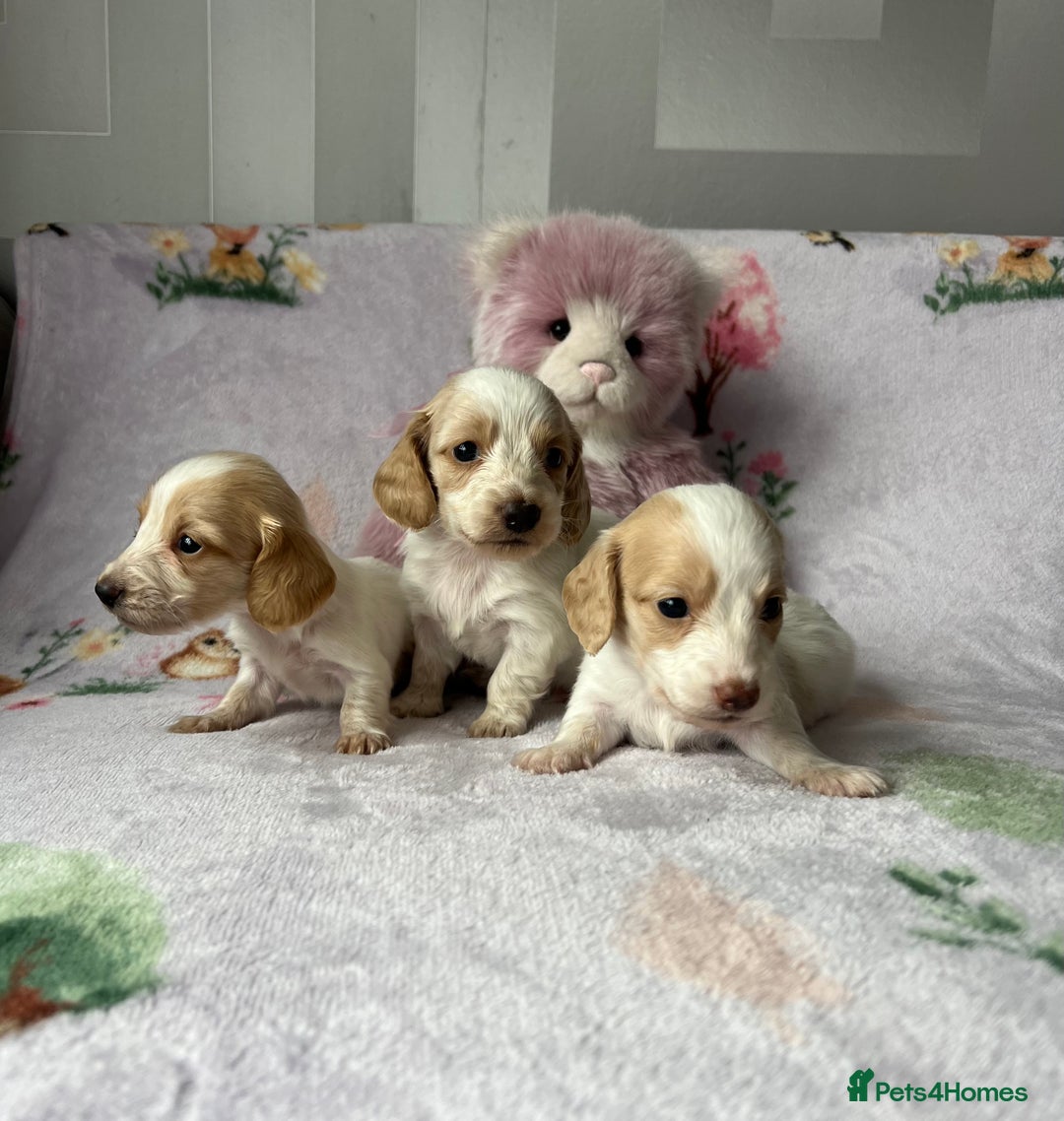 Miniature Dachshund dogs for sale: KC registered longhair Piebald puppies  - Image 1