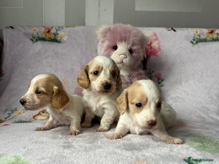 Miniature Dachshund dogs - Advert 1