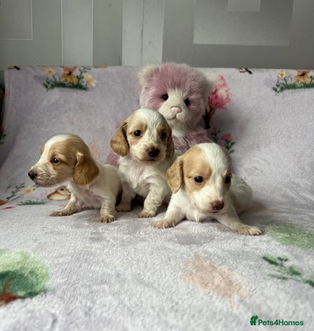Miniature Dachshund dogs - Advert 12