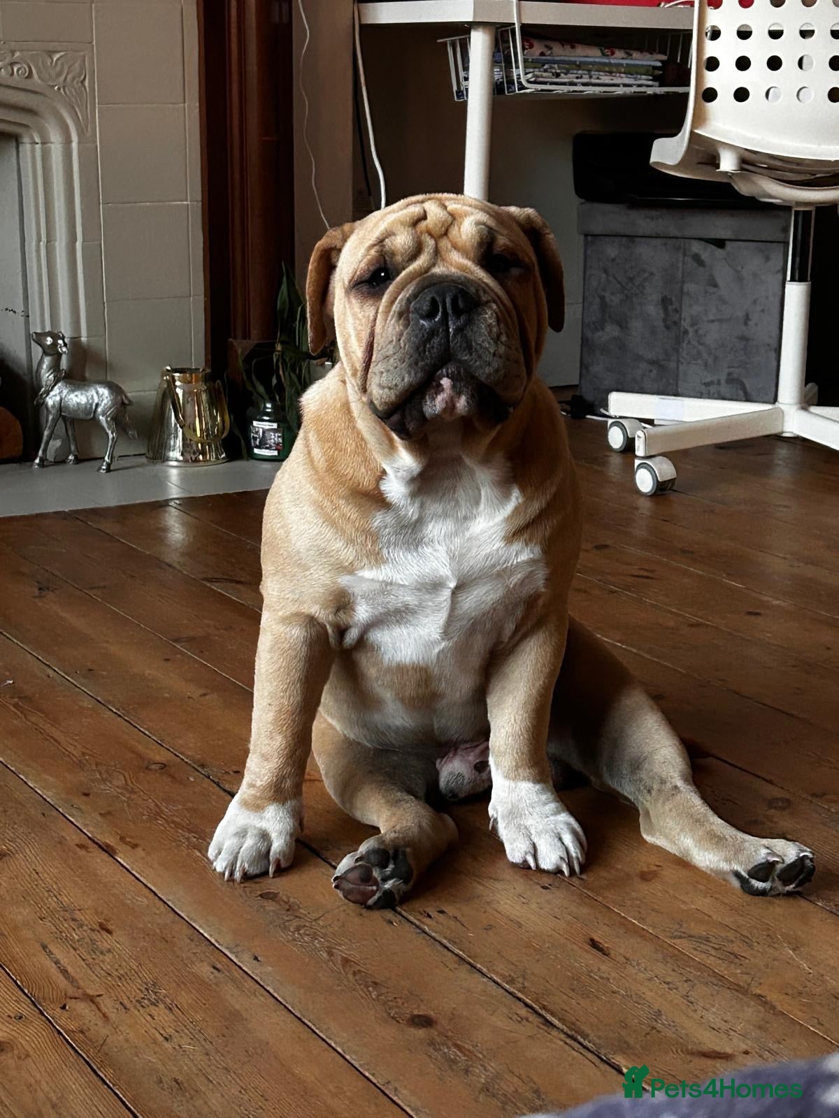 Mixed Breed dogs Olde English bulldog  - Advert 3