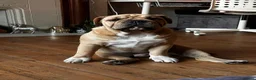 Mixed Breed dogs for sale: Olde English bulldog  in Twickenham - Advert 1