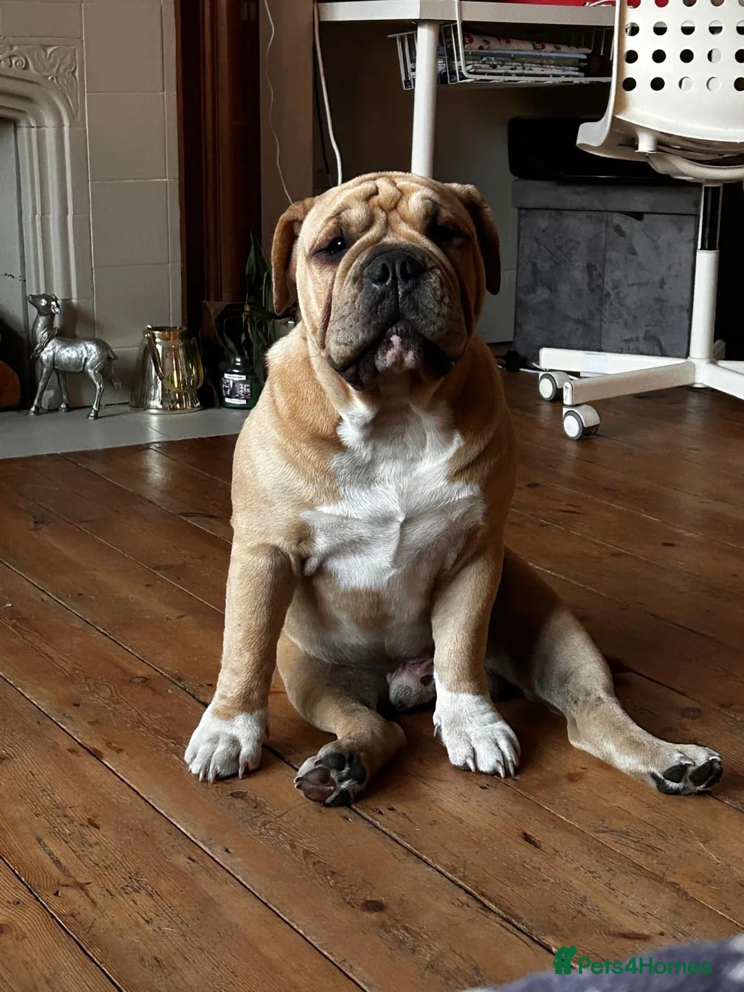Mixed Breed dogs for sale: Olde English bulldog  in Twickenham - Advert 1