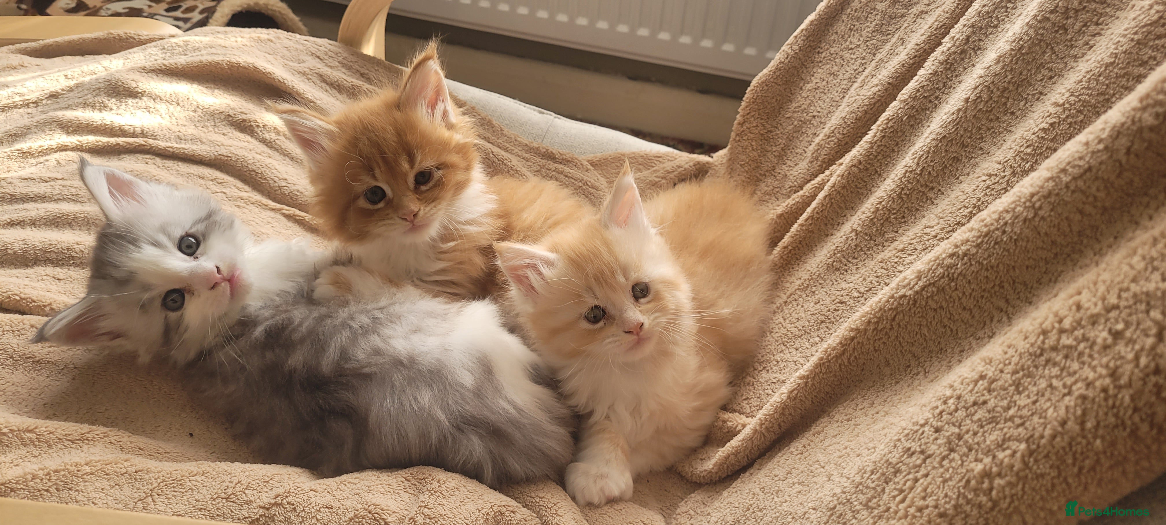 Maine Coon cats Maine Coon pure full pedigree polydactyl - Advert 4