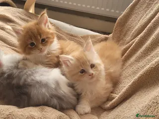 Maine Coon cats Maine Coon pure full pedigree polydactyl - Advert 4