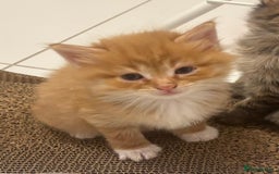 Mixed Breed cats for sale: playful kittens ready for a new home  - Image 3