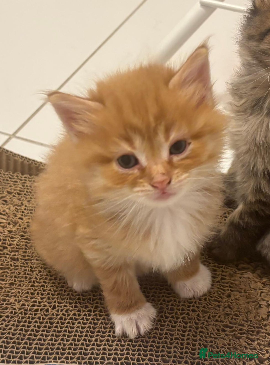 Mixed Breed cats for sale: playful kittens ready for a new home  - Image 3