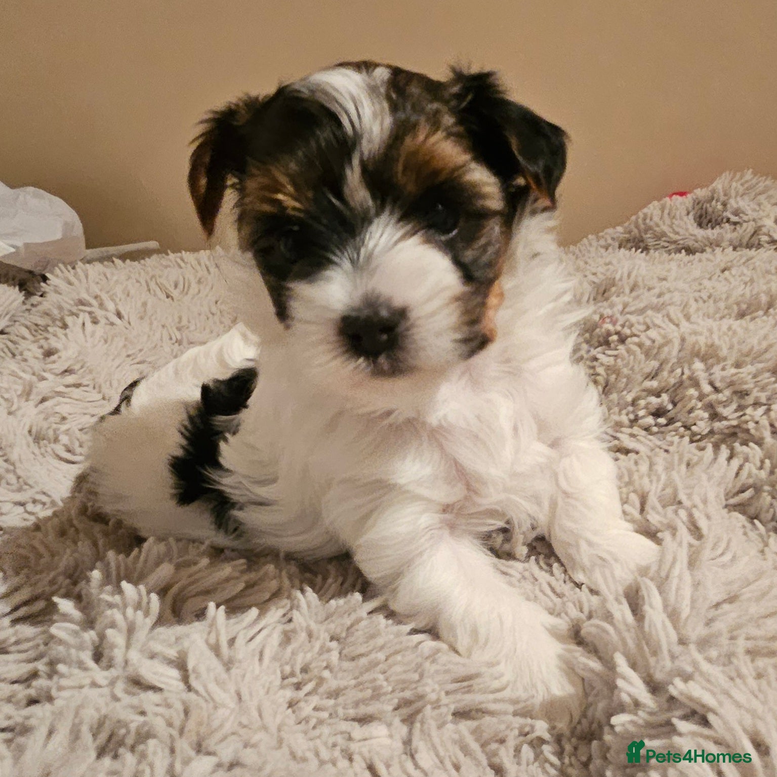 Yorkshire Terrier dogs Two beautiful Yorkshire Terrier (Biewer) puppies - Advert 3