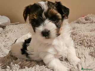 Yorkshire Terrier dogs Two beautiful Yorkshire Terrier (Biewer) puppies - Advert 3