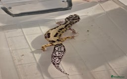 Gecko reptiles for sale: Various proven breeder leopard geckos  - Image 1