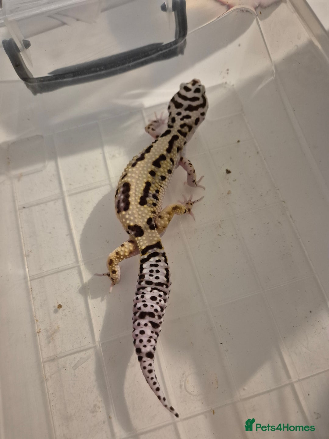 Gecko reptiles for sale: Various proven breeder leopard geckos  - Image 1